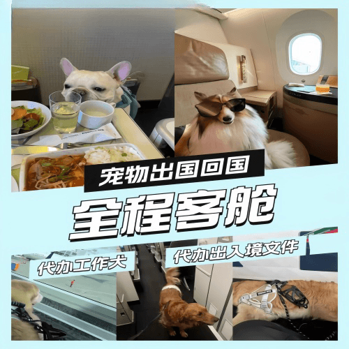 林芝地区宠物托运到白俄罗斯宠物入境规定和要求